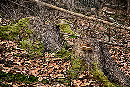 Bernhard Saalfeld - Dhuenn (8v9)